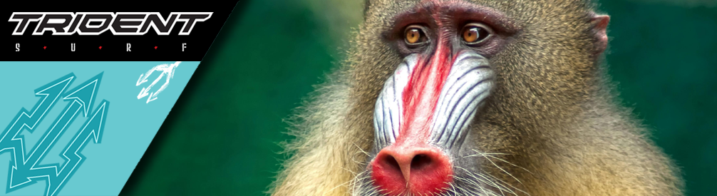 Bright baboon bottom.